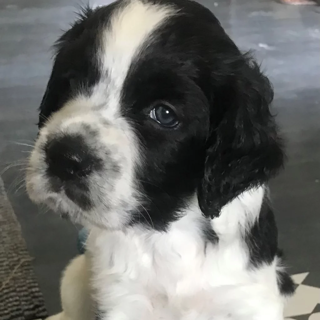 Belle - Setter Anglaise